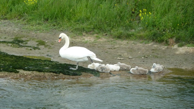 Maiwanderung 28.5.2015 